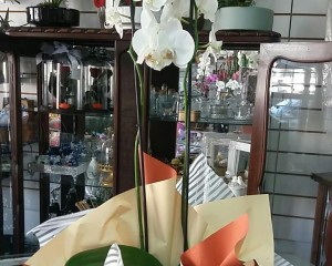 16- Orquídea branca